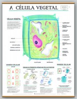 PAINÉIS DE BOTÂNICA